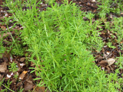 Bedstraw (Catchweed)