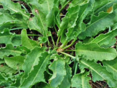 Curly Dock Weed
