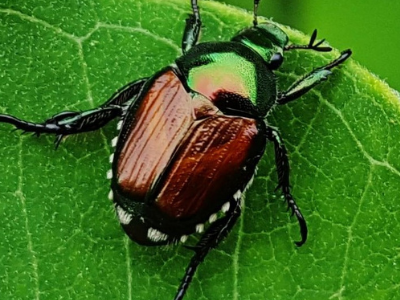Japanese Beetle (Adult)