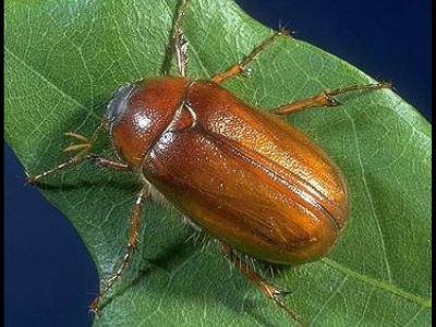 May-June Beetle
