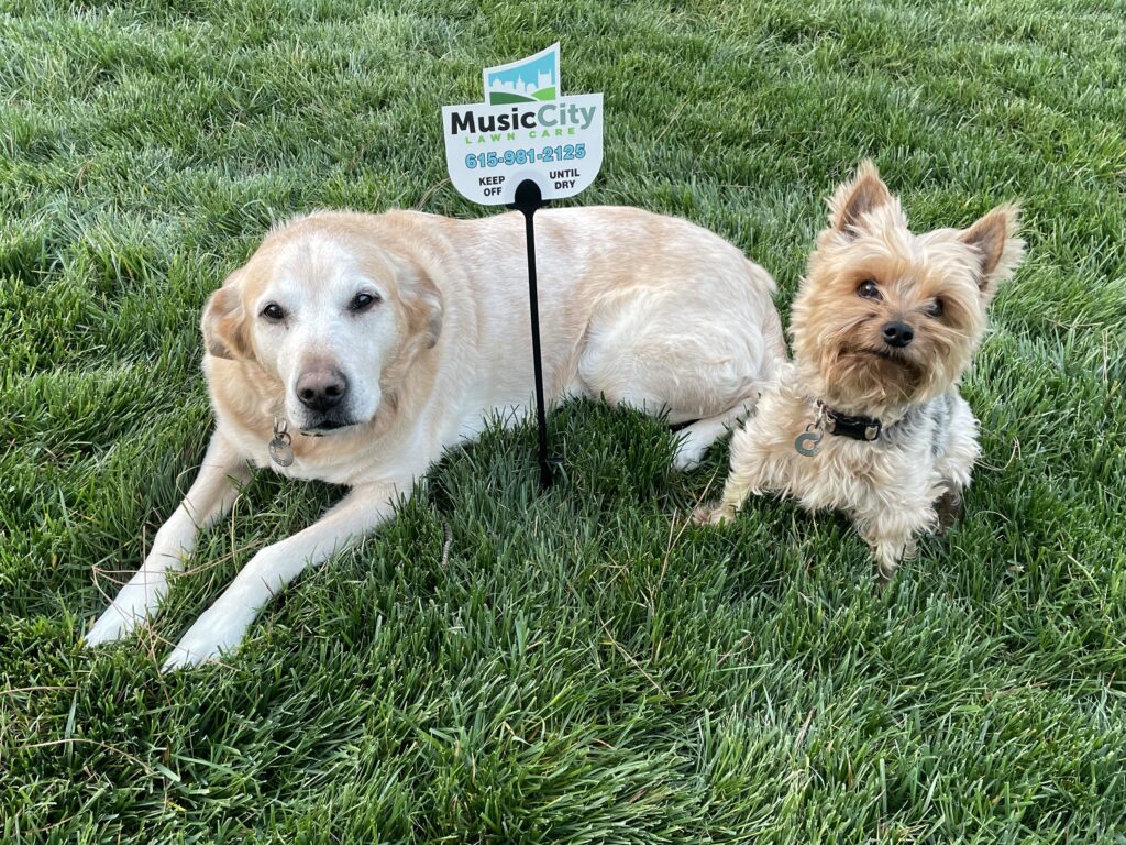 Pups on the Music City Lawn Care lawn