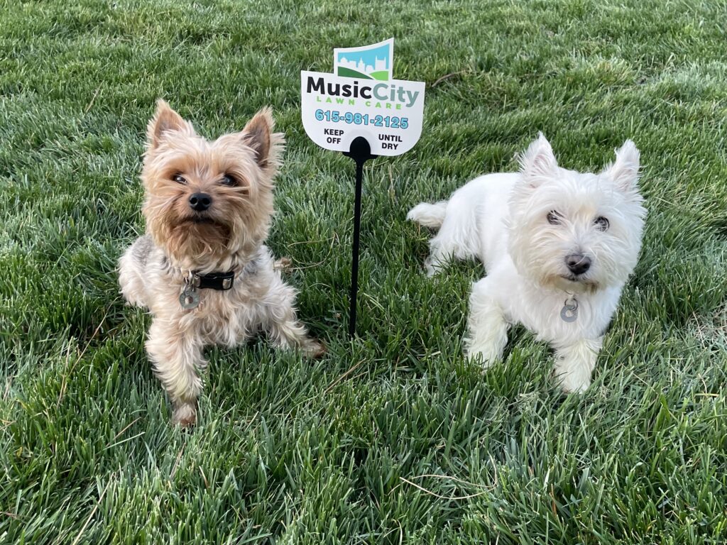 Pups on the Music City Lawn Care lawn