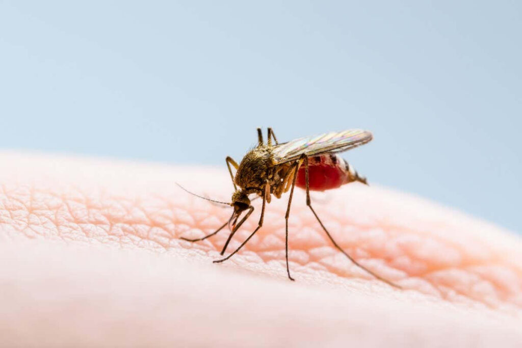 Mosquito Flea and Tick Control