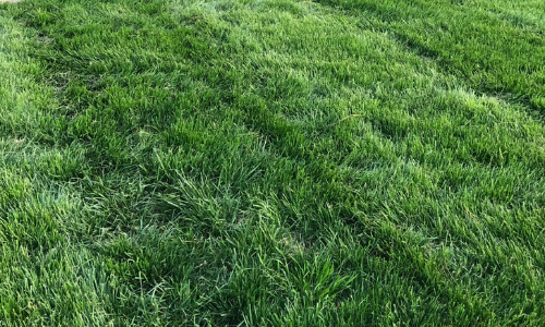 Music City Lawn Care Before and After
